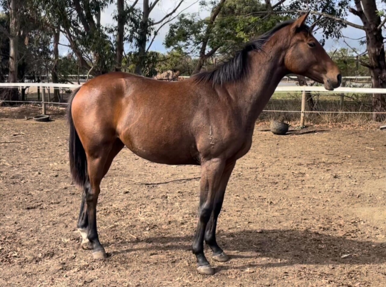 Star Of Rossa MJ Williams Thoroughbred Training