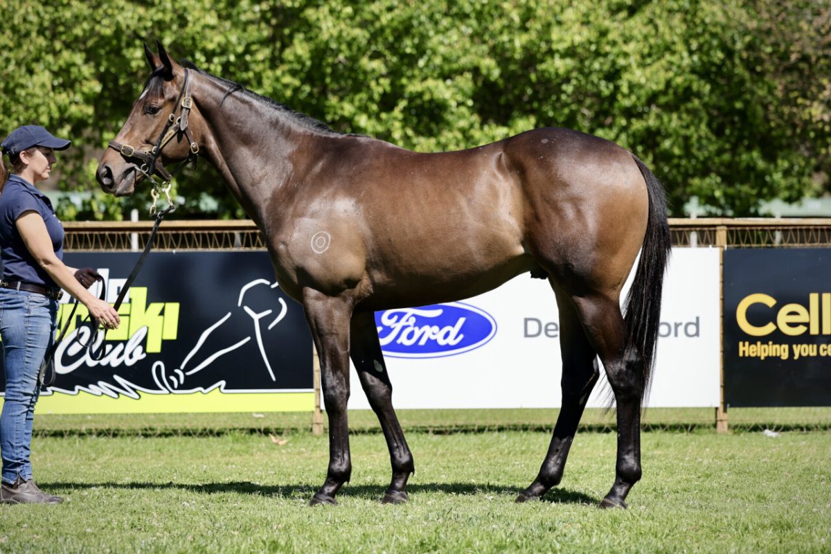 Un-named (Toronado – Catena)